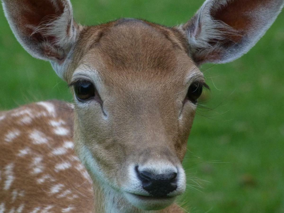 B&B Landgoed Sonneborghe Kollumerzwaag Exteriör bild